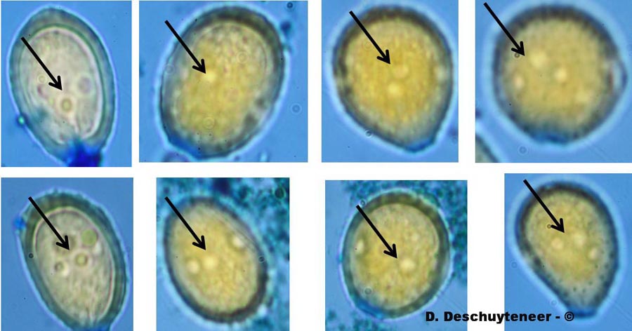 Pore germinatif