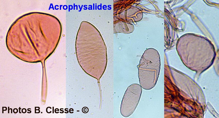 Acrophysalides