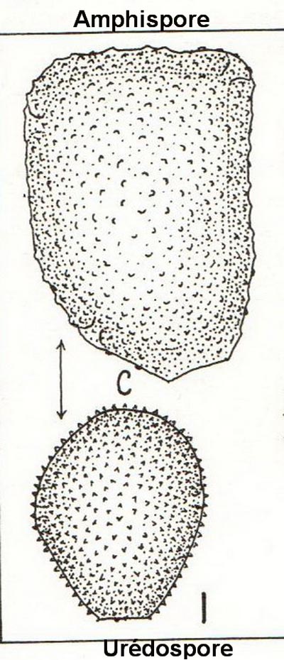 Amphispore