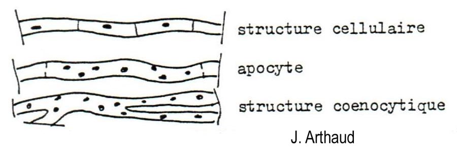 Apocyte