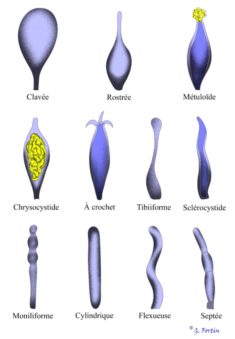 Formes des cystides