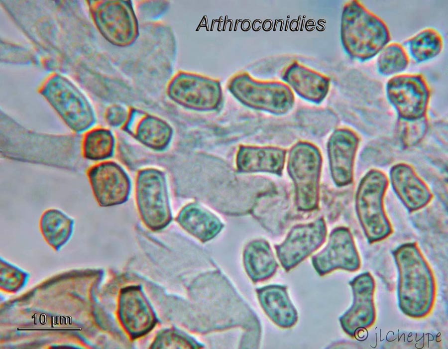 Arthroconidies - Arthrospores