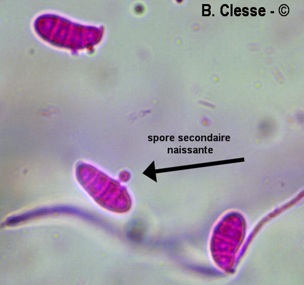 Spores secondaires