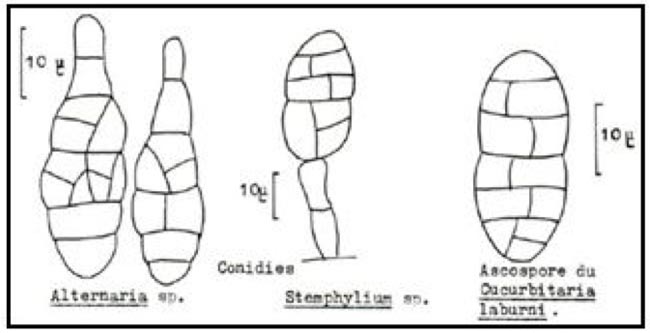 Dictyospores