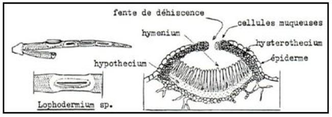 Hystérothèce (ou hystérothécium)