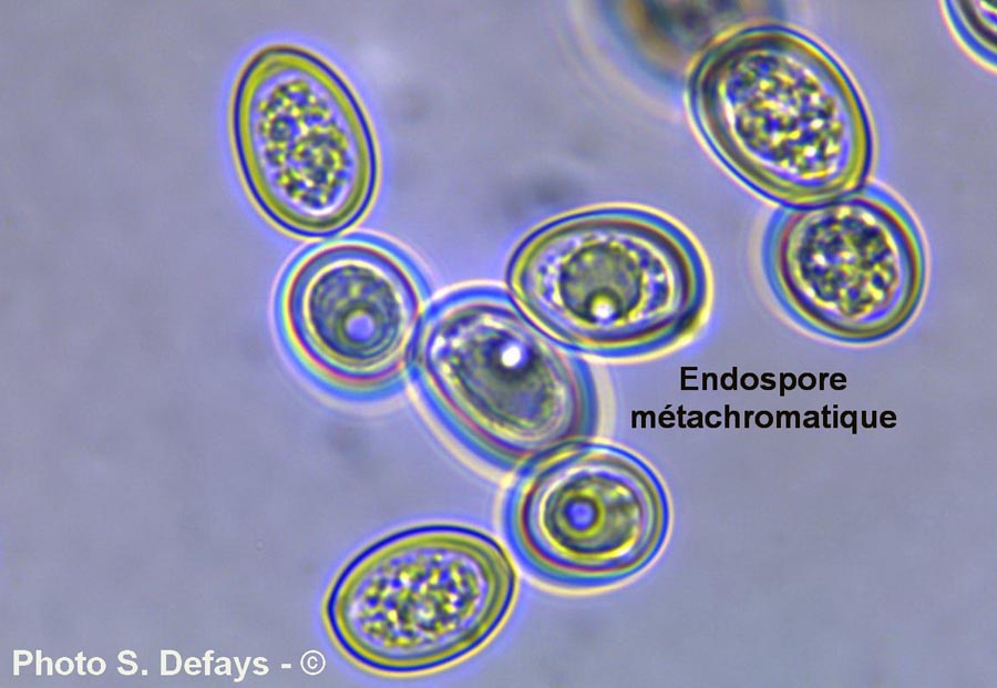 Endospore métachromatique