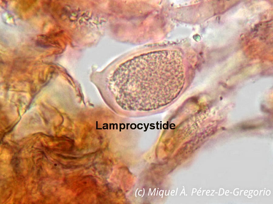 Lamprocystide