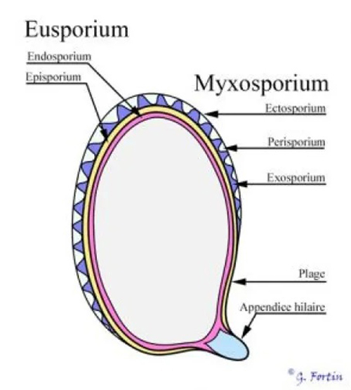 Myxosporium