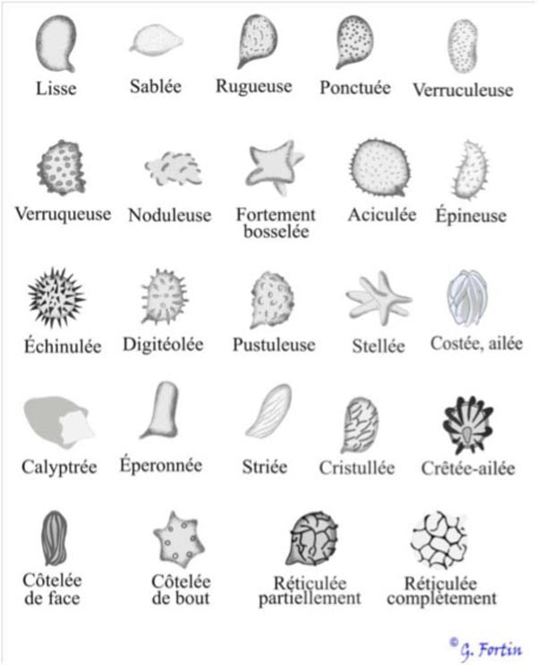Ornementations des spores