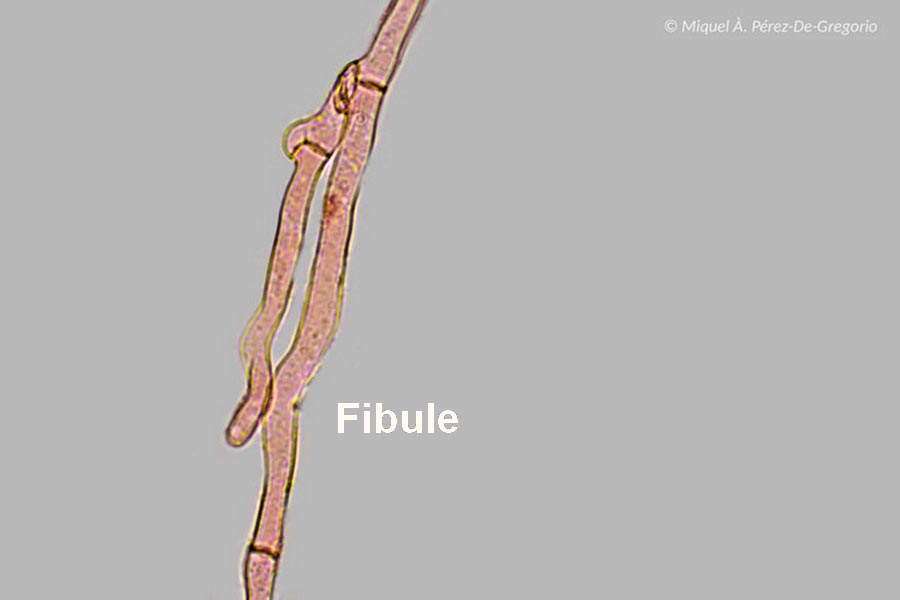 Fibule