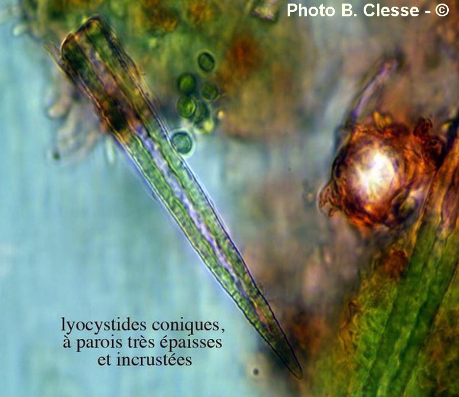 Lyocystide