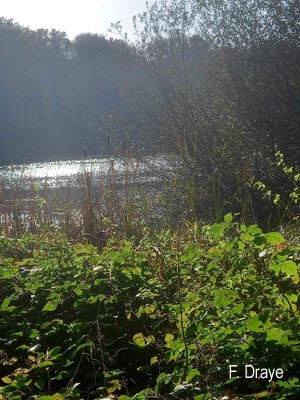 Groupe d'Inventaire du Lac de Bambois (GILB)