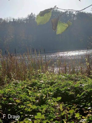 Groupe d'Inventaire du Lac de Bambois (GILB)