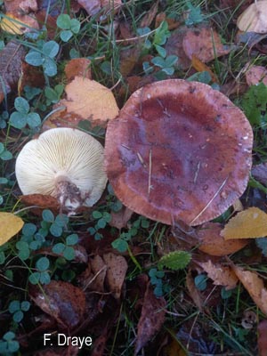 Groupe d'Inventaire du Lac de Bambois (GILB)