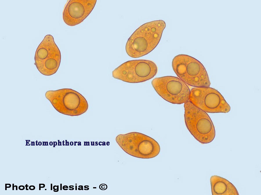 Entomophthora muscae