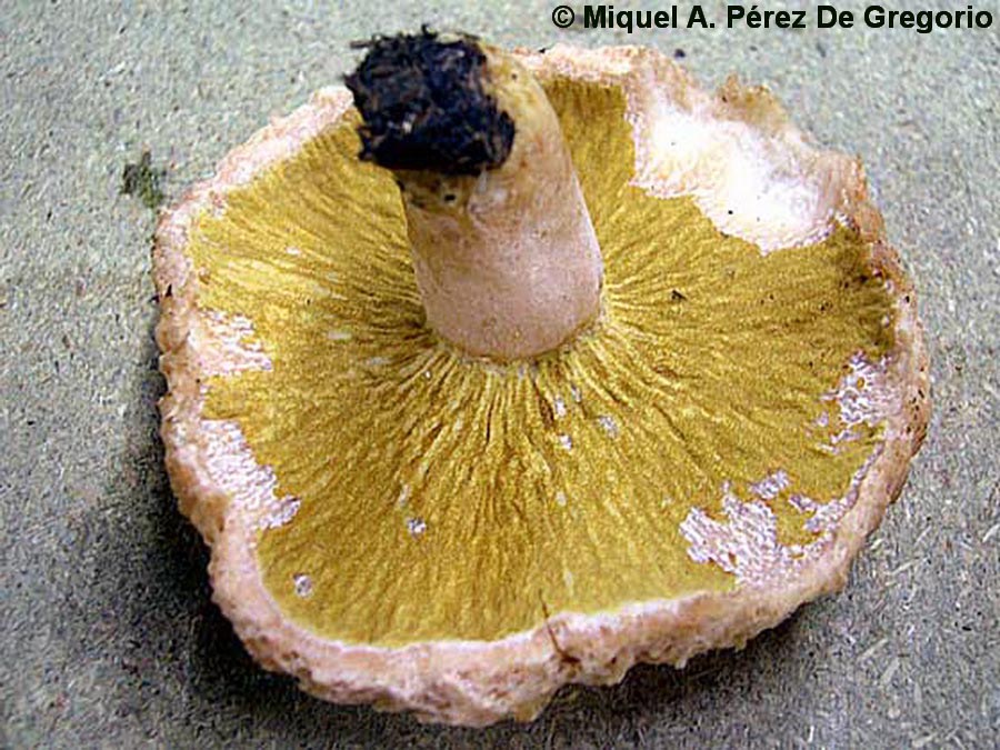 Hypomyces lithuanicus