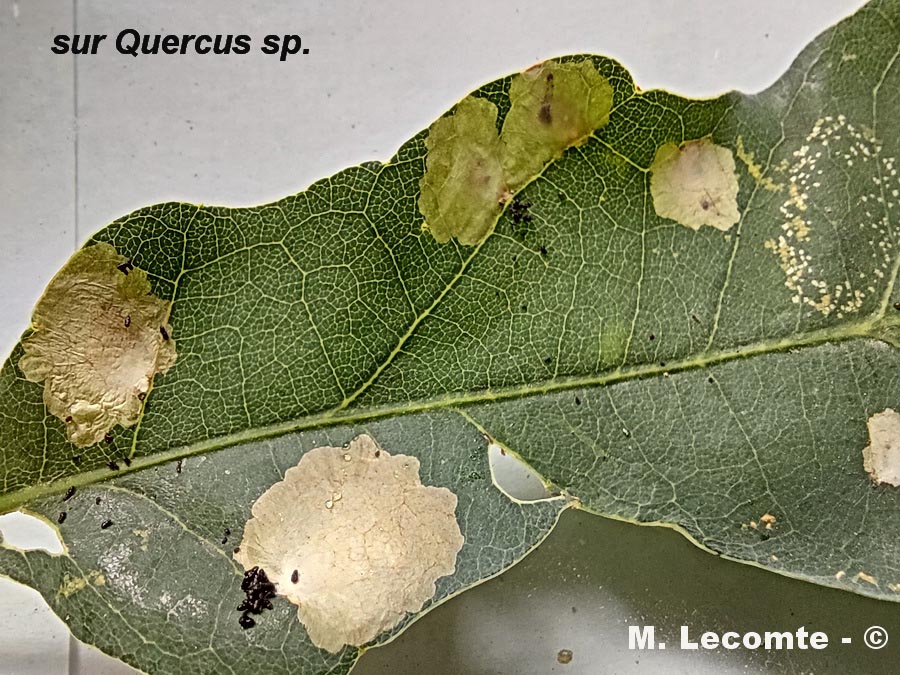 sur Quercus sp. (chênes)