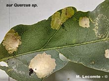 Inconnu sur Quercus sp.