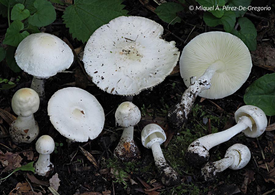 Leucoagaricus sp.