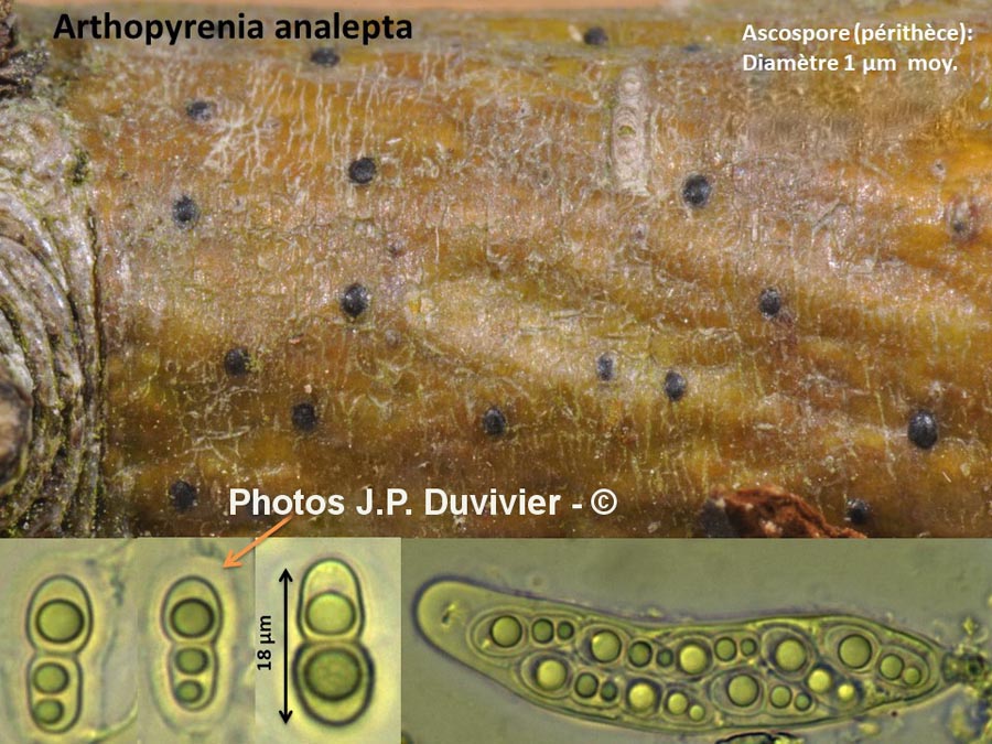 Arthopyrenia analepta