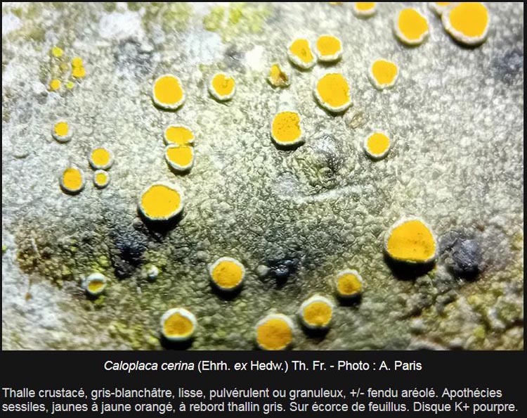 Caloplaca cerina