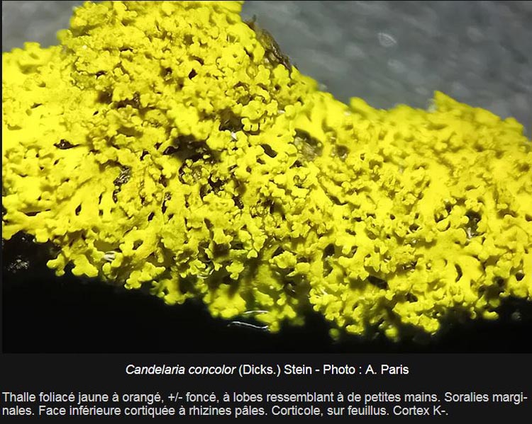 Candelaria concolor