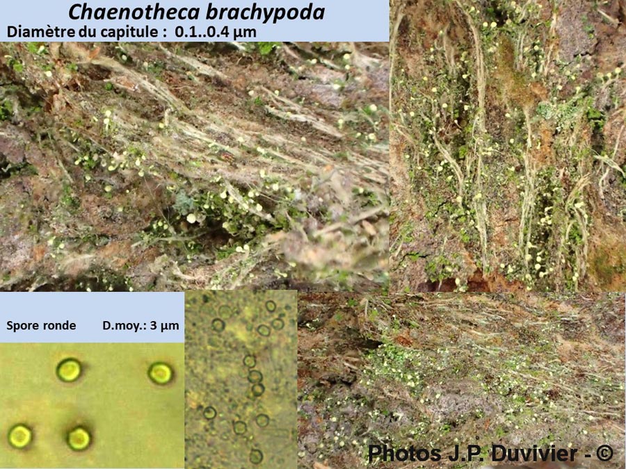 Chaenotheca brachypoda
