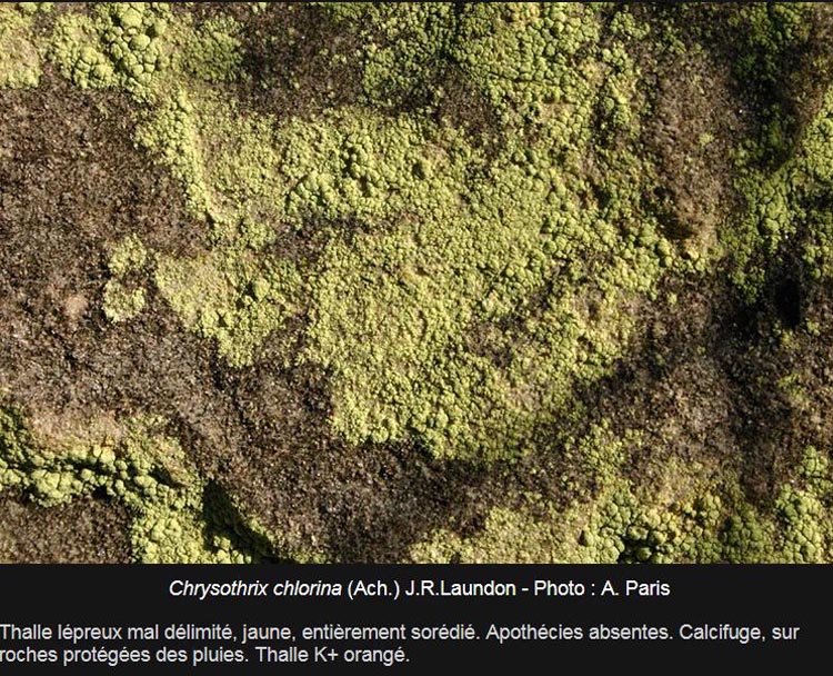 Chrysothrix chlorina