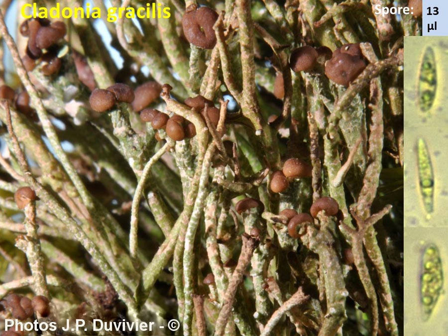 Cladonia gracilis