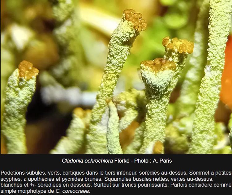 Cladonia ochrochlora