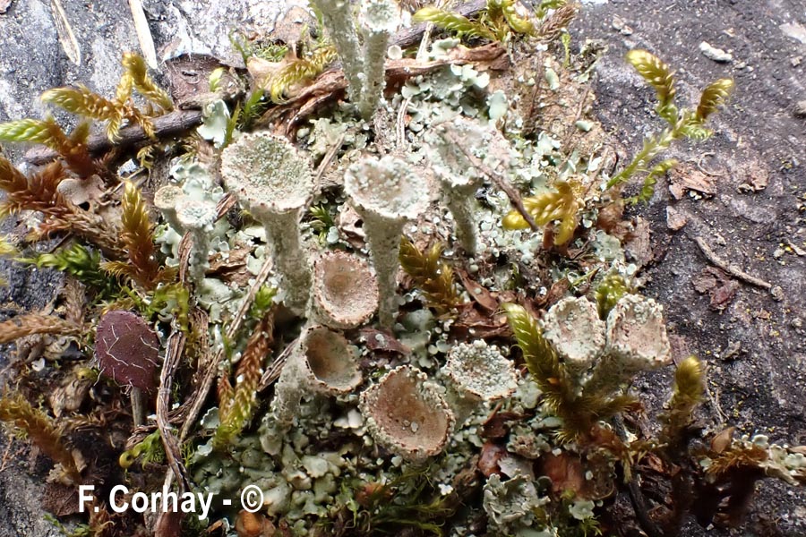 Cladonia pocillum