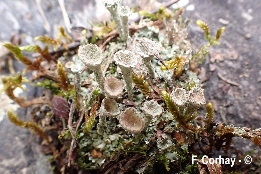 Cladonia pocillum