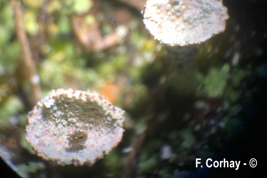 Cladonia pocillum