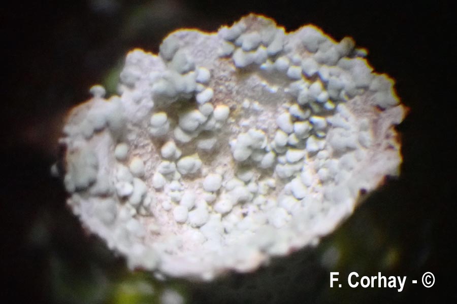 Cladonia pocillum