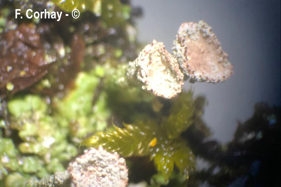 Cladonia pocillum