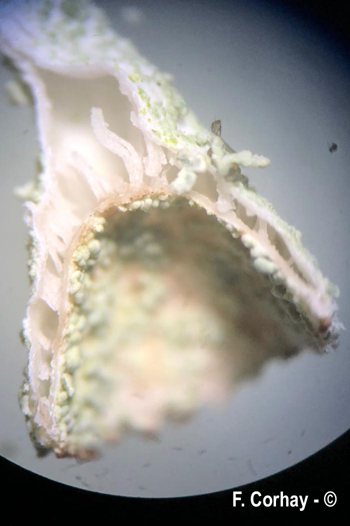 Cladonia pocillum