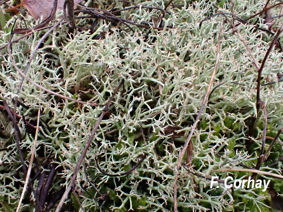 Cladonia rangiformis