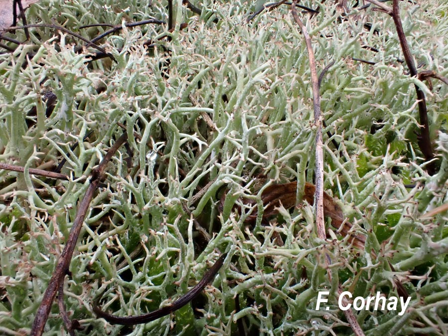 Cladonia rangiformis