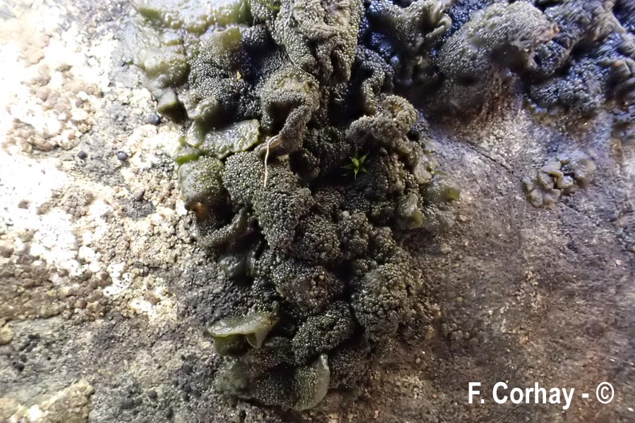 Collema auriforme