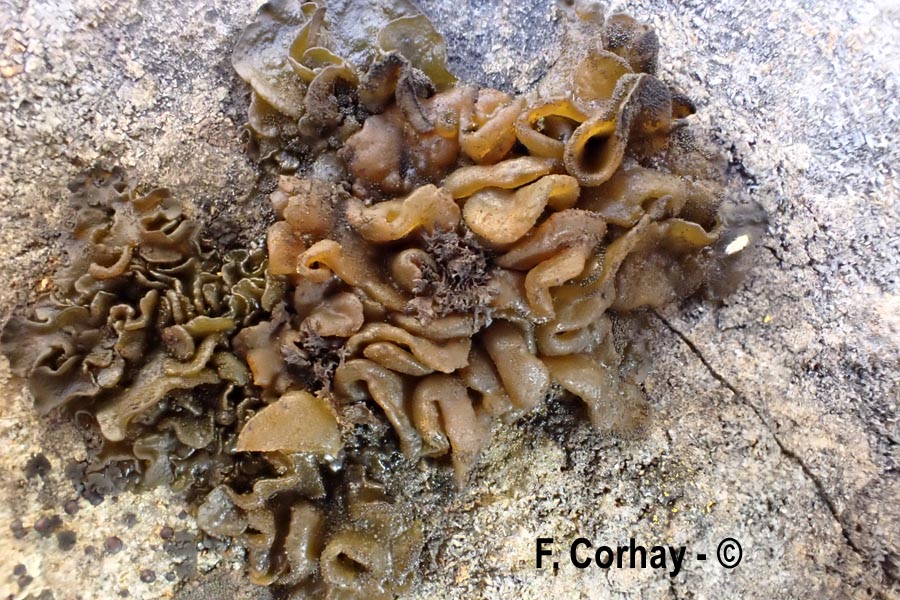 Collema auriforme