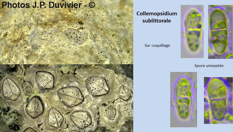 Collemopsidium sublittorale