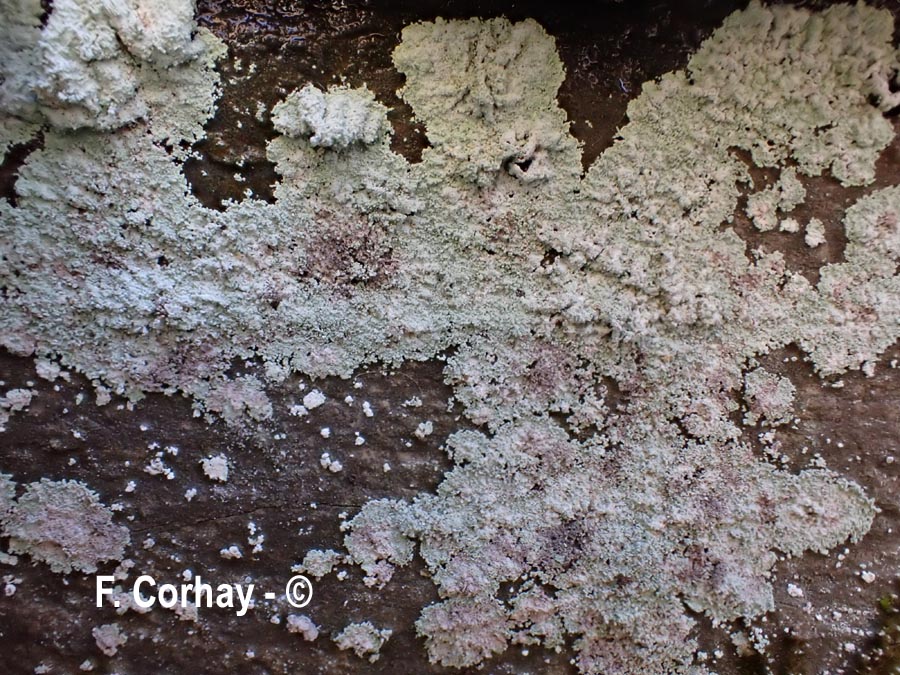 Dendrographa latebrarum