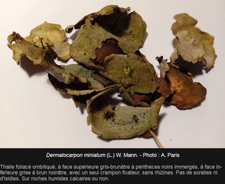 Dermatocarpon miniatum