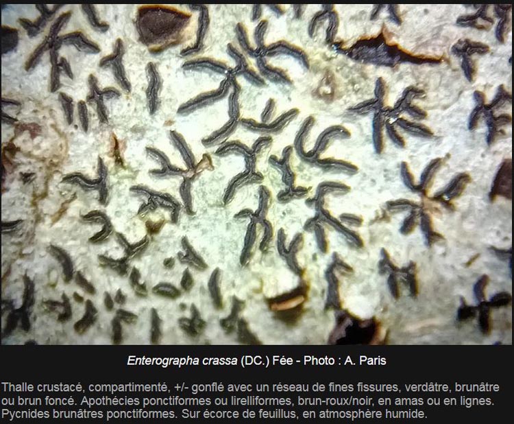 Enterographa crassa