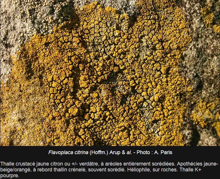 Flavoplaca citrina
