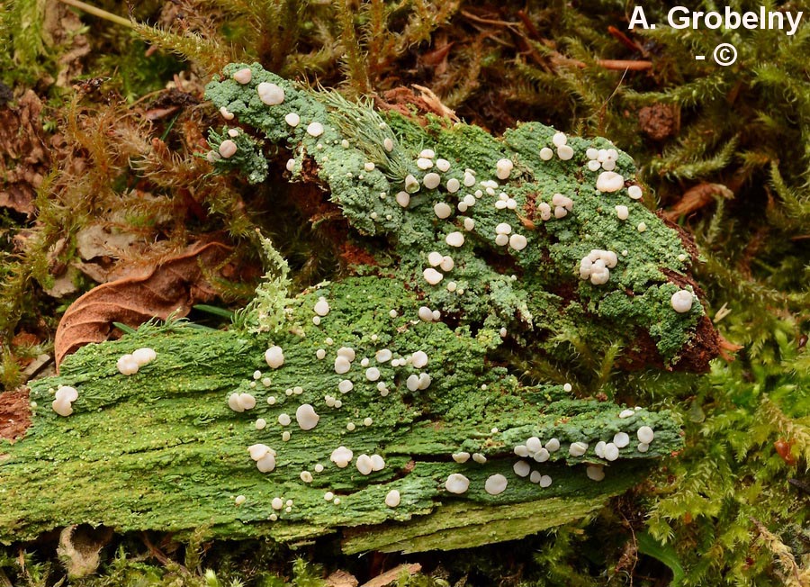 Icmadophila ericetorum