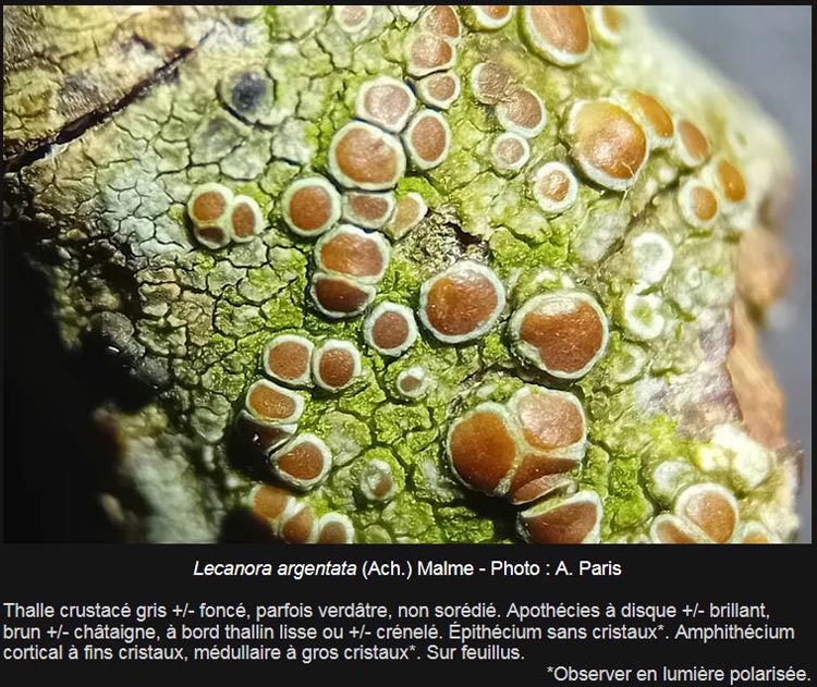 Lecanora argentata