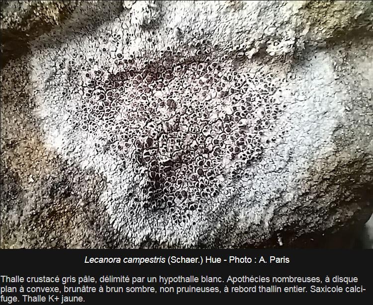 Lecanora campestris