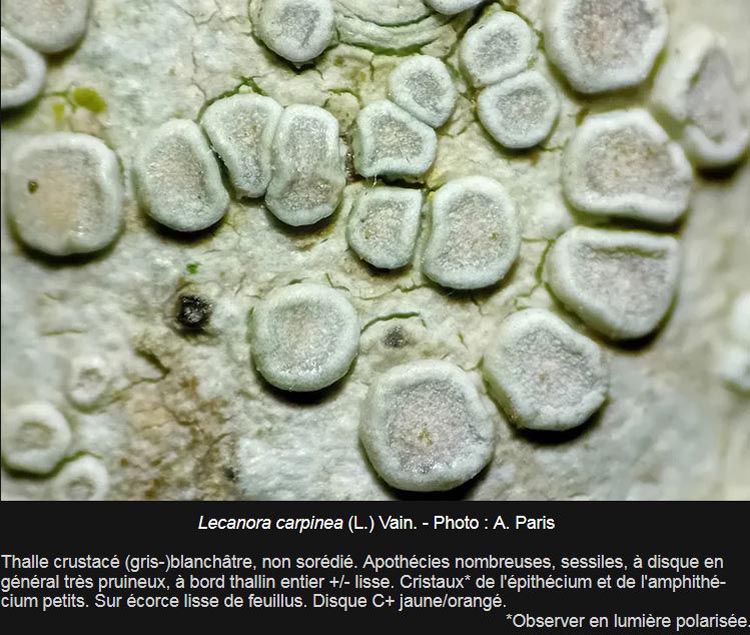 Lecanora carpinea