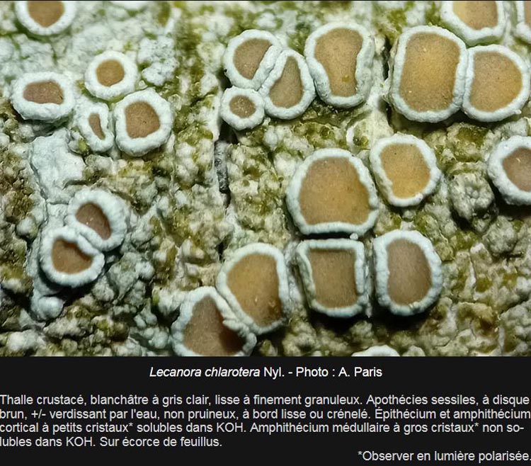 Lecanora chlarotera